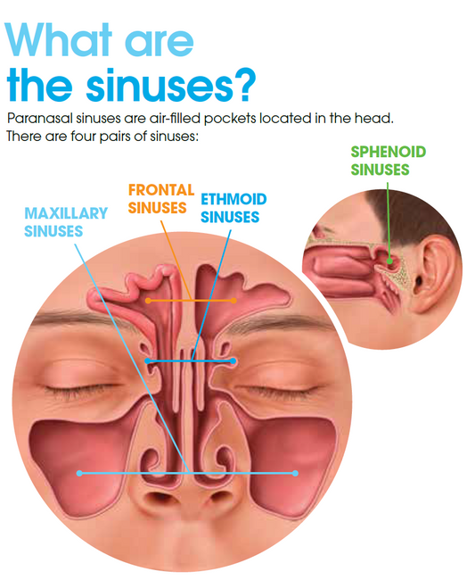 North texas sinus, p.a.